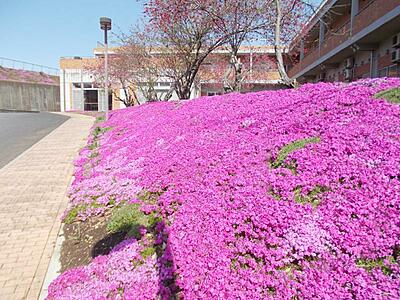 特別養護老人ホーム桐花園 の 看護師（日勤パート）